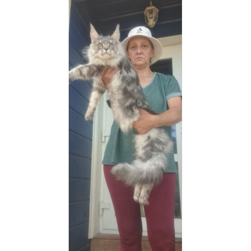 Maine Coon A Cirilla