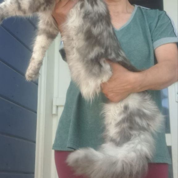 Maine Coon A Cirilla