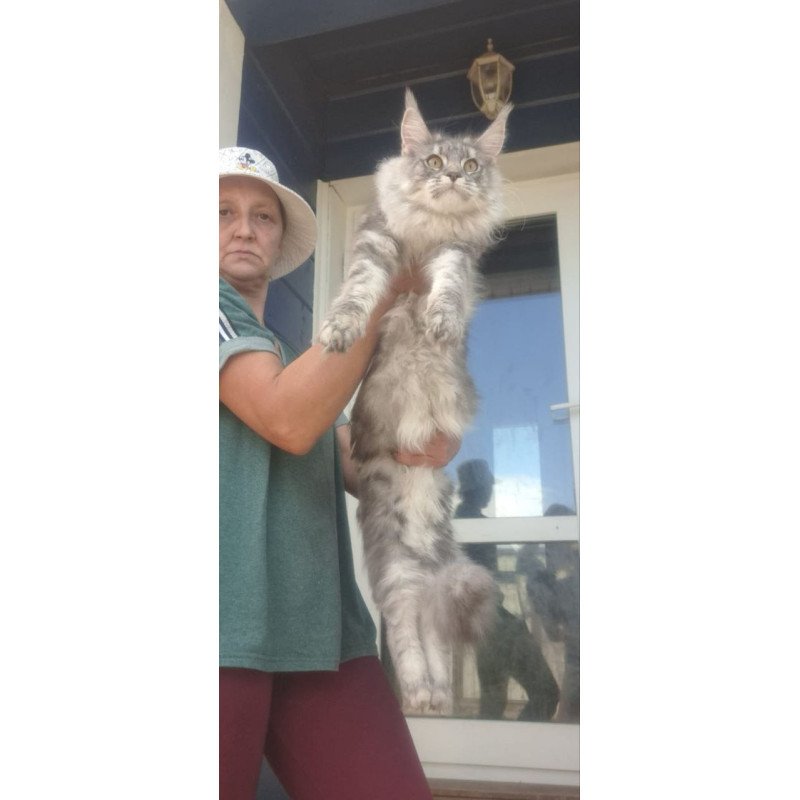Maine Coon A Cirilla