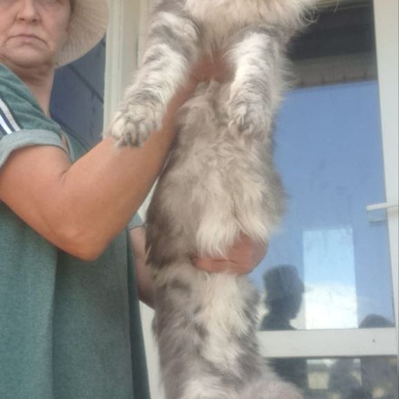 Maine Coon A Cirilla