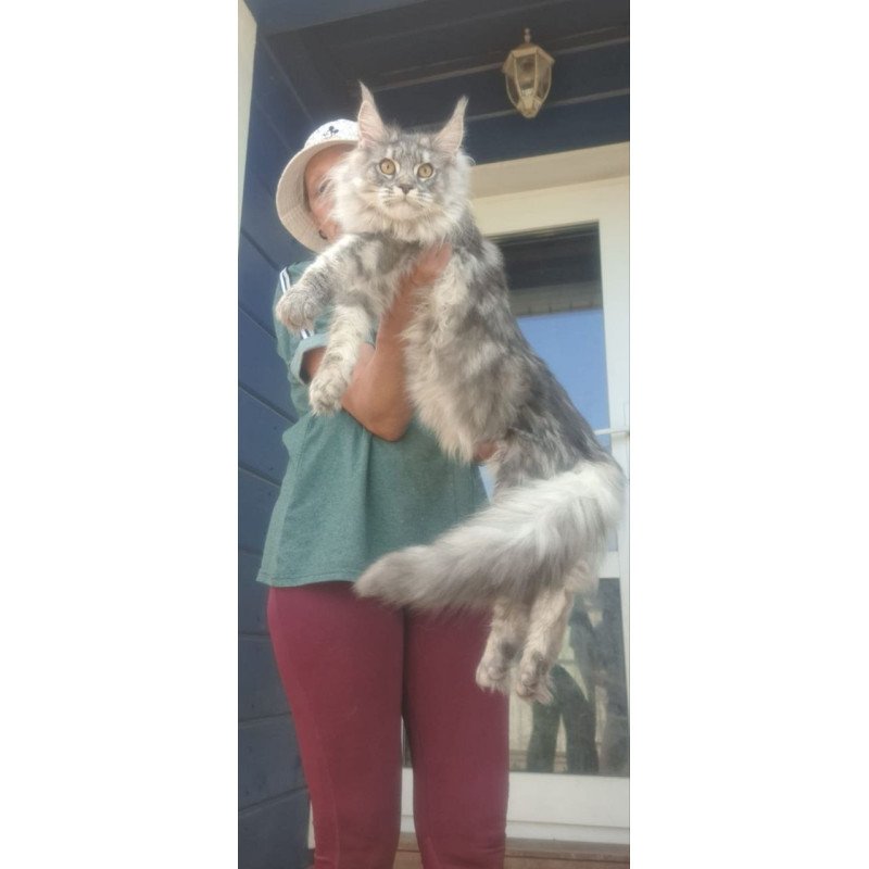 Maine Coon A Cirilla