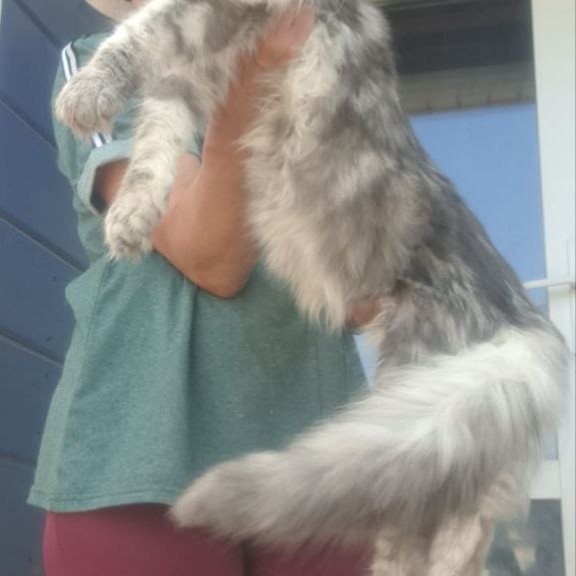 Maine Coon A Cirilla