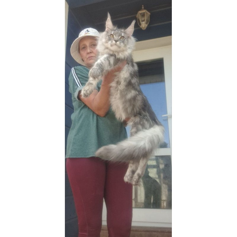 Maine Coon A Cirilla