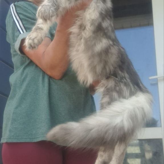 Maine Coon A Cirilla