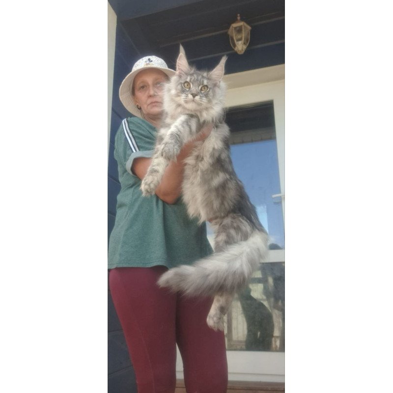 Maine Coon A Cirilla