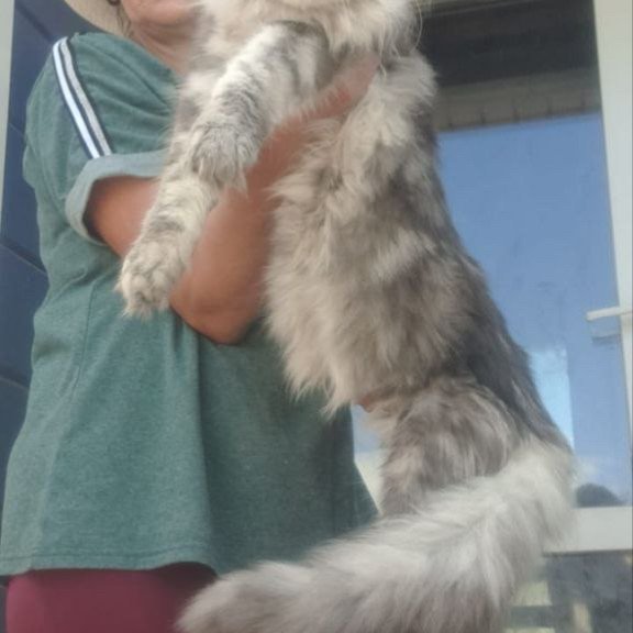 Maine Coon A Cirilla
