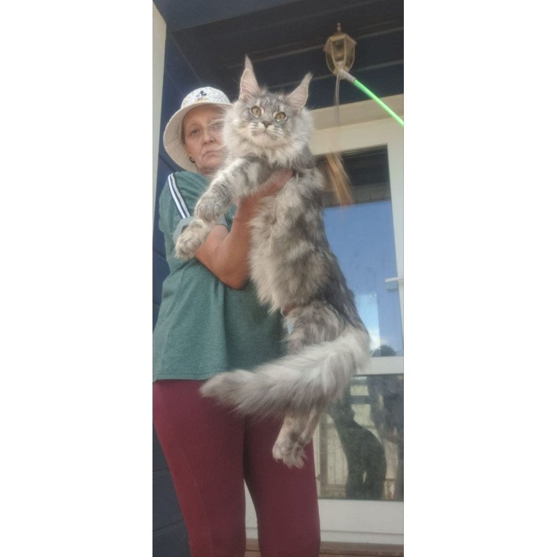 Maine Coon A Cirilla