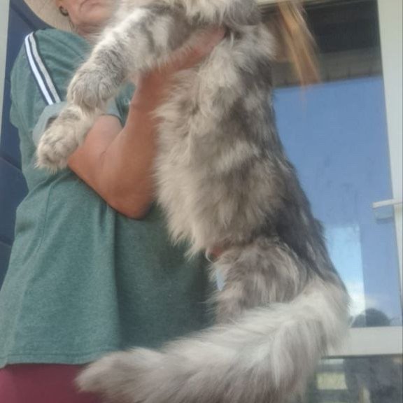 Maine Coon A Cirilla