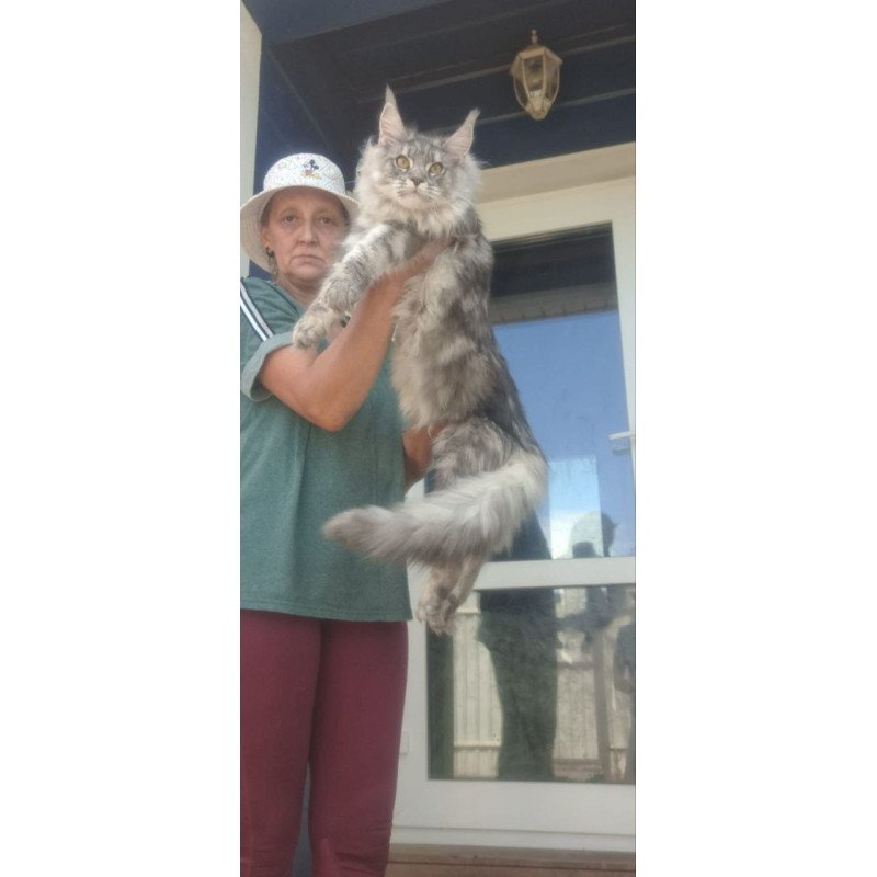 Maine Coon A Cirilla