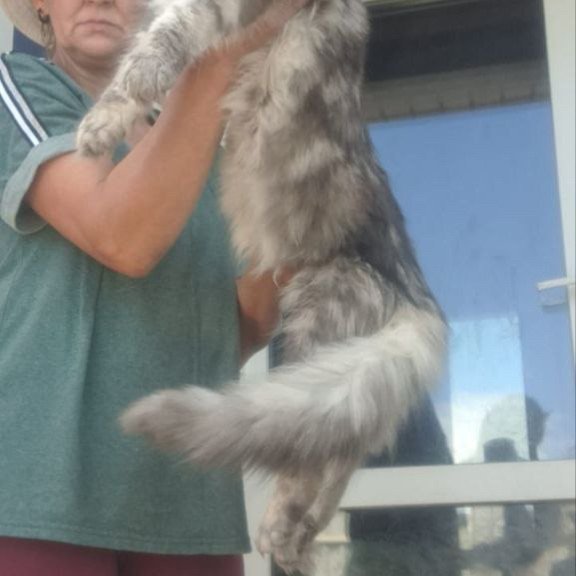 Maine Coon A Cirilla