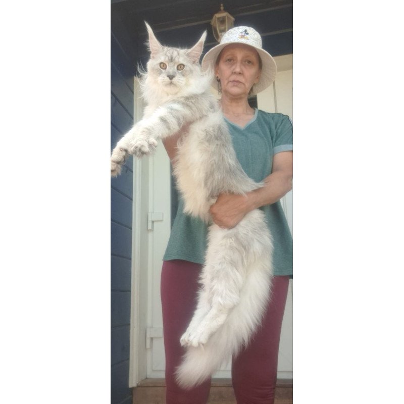 Maine Coon A Cecilia