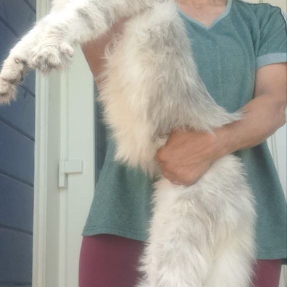 Maine Coon A Cecilia