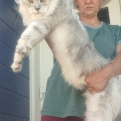 Maine Coon A Cecilia