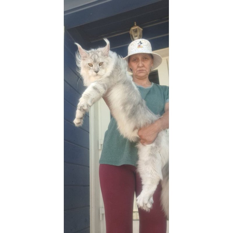 Maine Coon A Cecilia