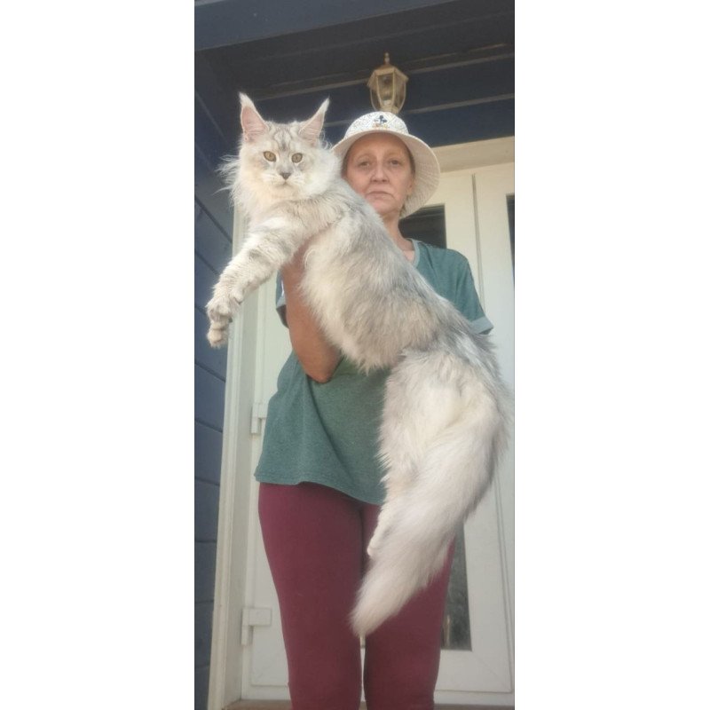 Maine Coon A Cecilia
