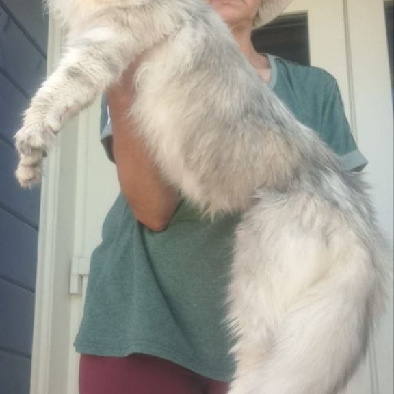 Maine Coon A Cecilia
