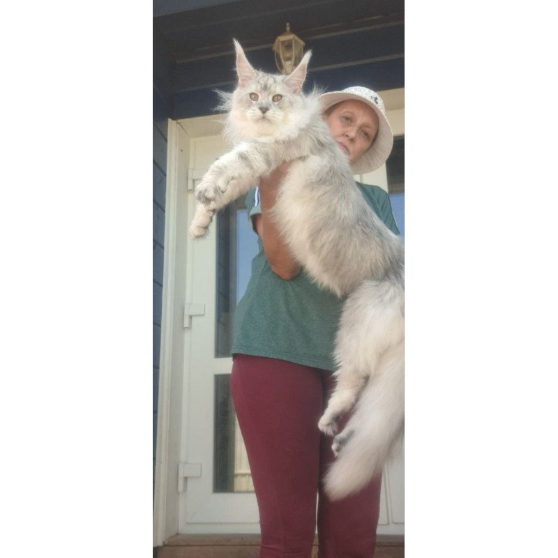 Maine Coon A Cecilia
