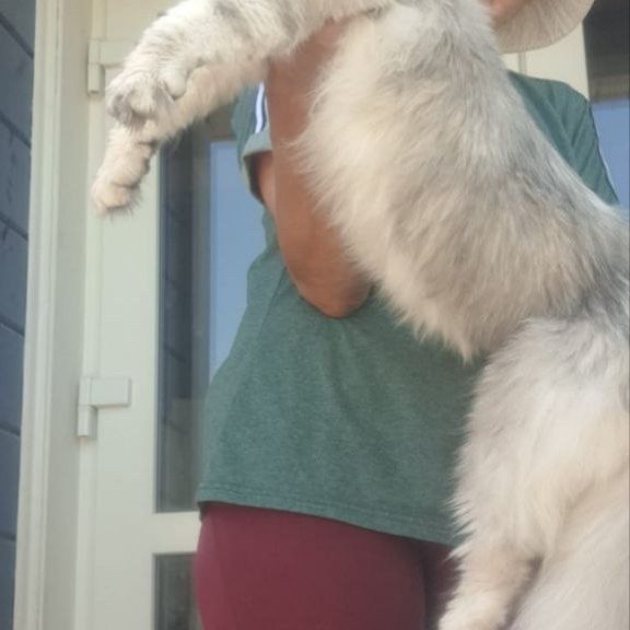 Maine Coon A Cecilia