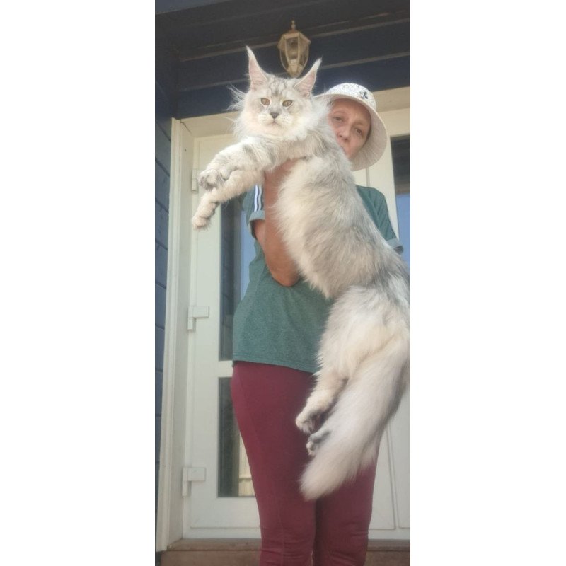 Maine Coon A Cecilia