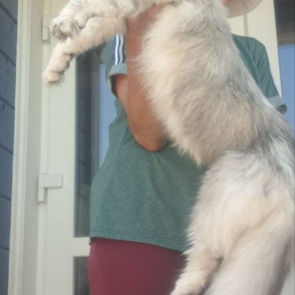 Maine Coon A Cecilia