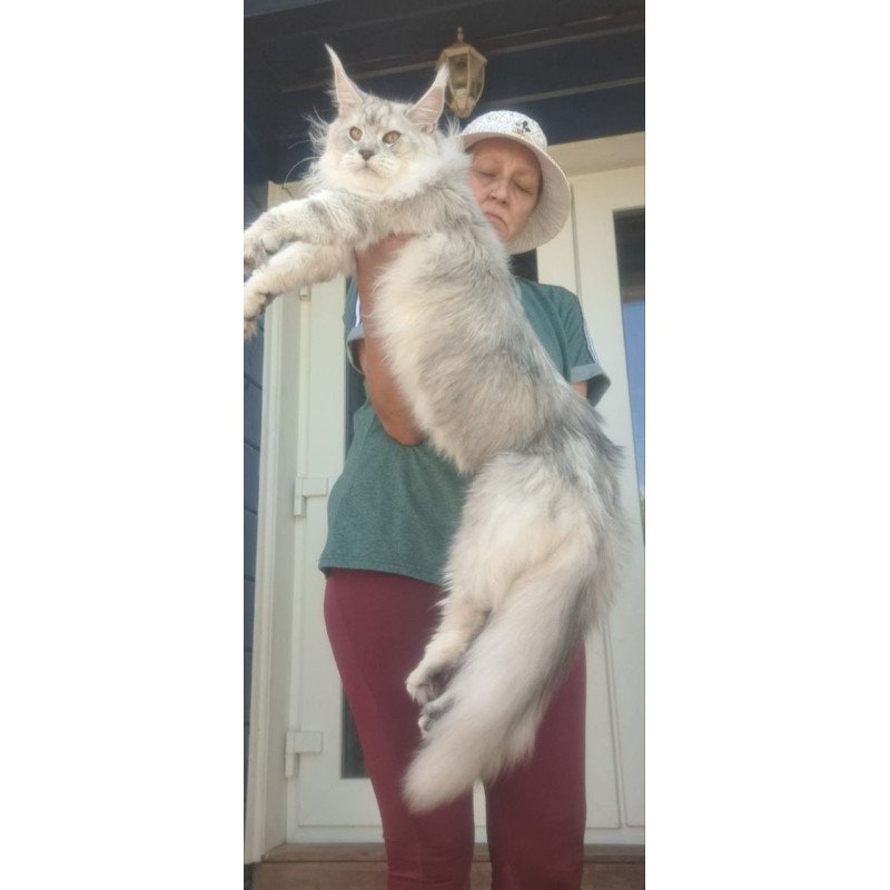 Maine Coon A Cecilia