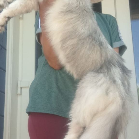 Maine Coon A Cecilia