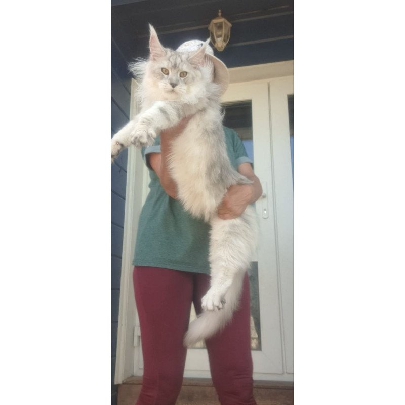 Maine Coon A Cecilia