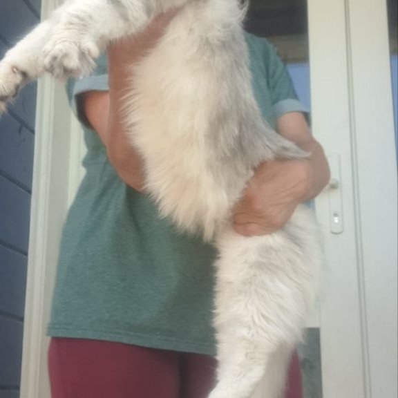 Maine Coon A Cecilia