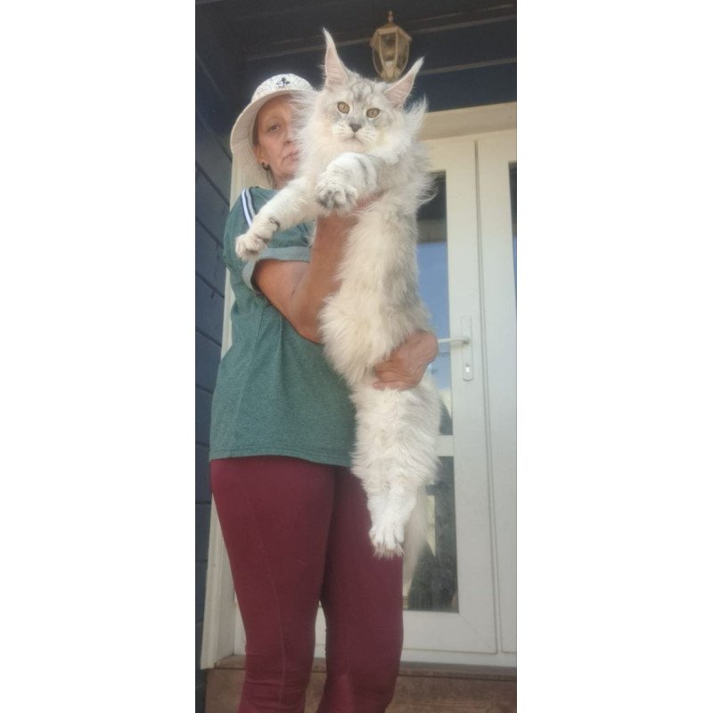 Maine Coon A Cecilia