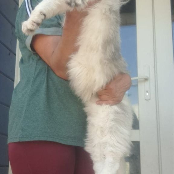 Maine Coon A Cecilia