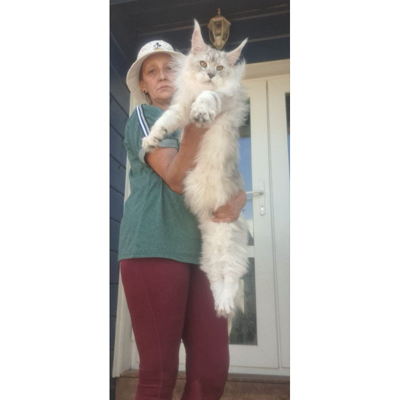 Maine Coon A Cecilia