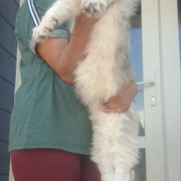 Maine Coon A Cecilia