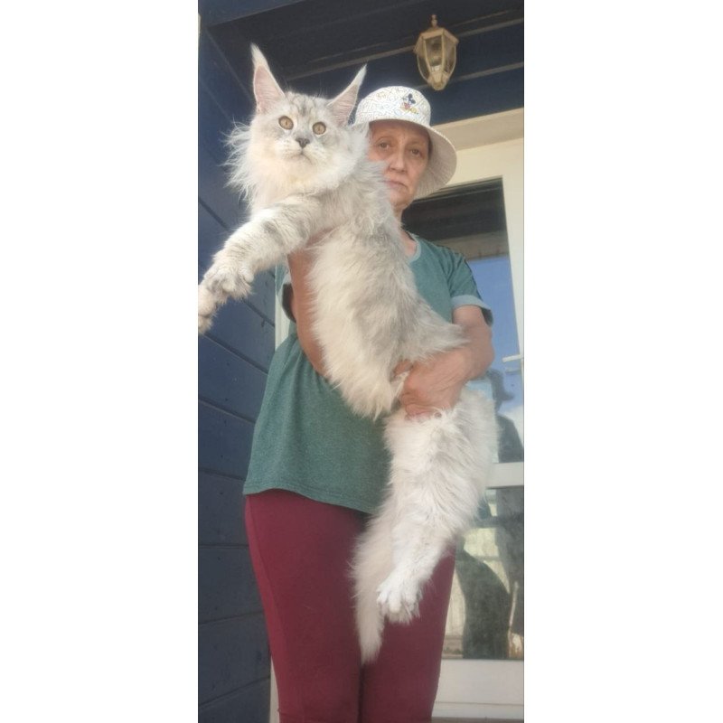 Maine Coon A Cecilia