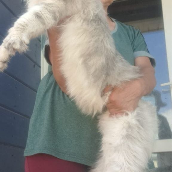 Maine Coon A Cecilia