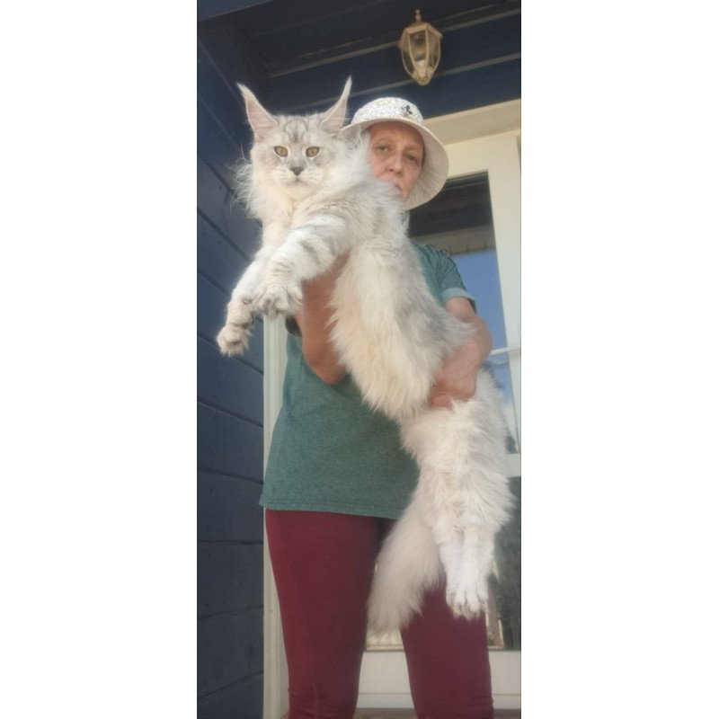 Maine Coon A Cecilia