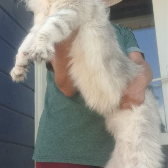 Maine Coon A Cecilia