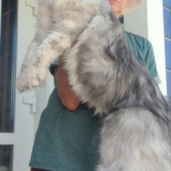 Maine Coon A Caesar