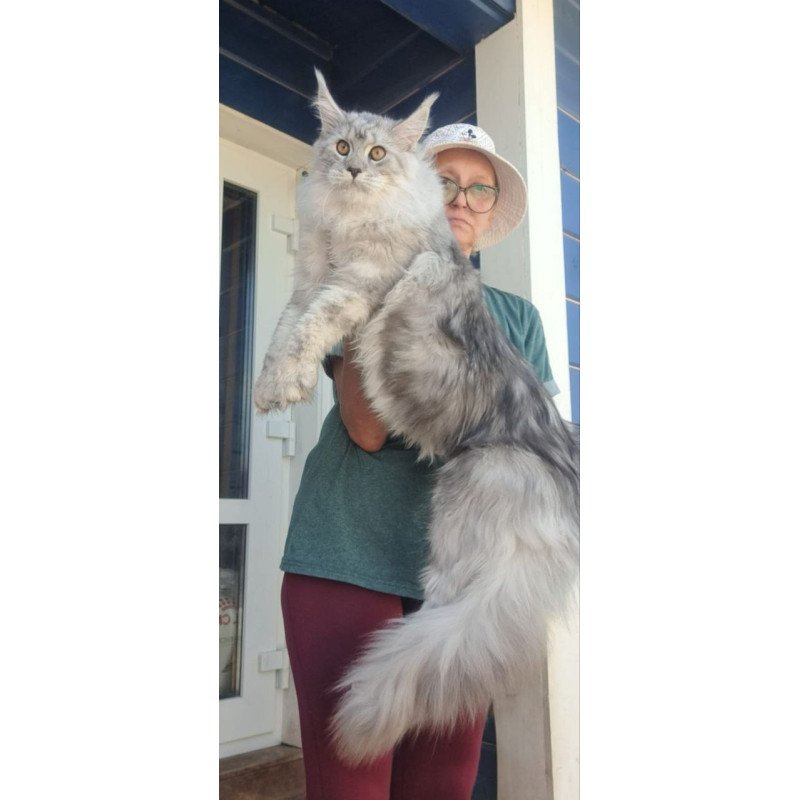 Maine Coon A Caesar