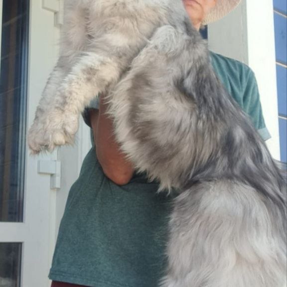 Maine Coon A Caesar