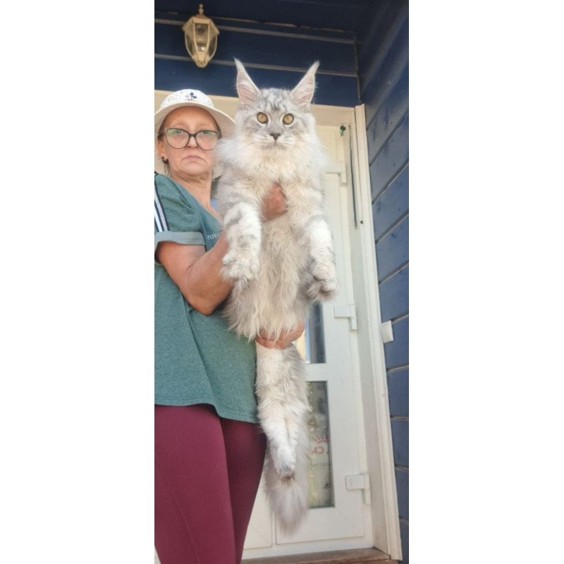 Maine Coon A Caesar