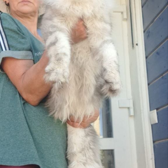 Maine Coon A Caesar