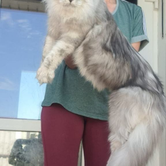 Maine Coon A Caesar