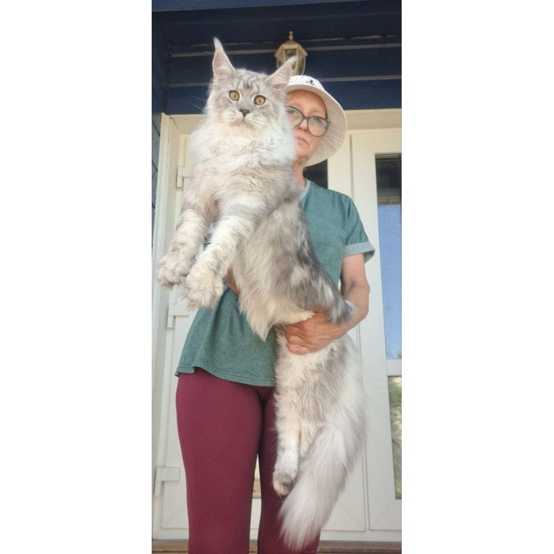 Maine Coon A Caesar