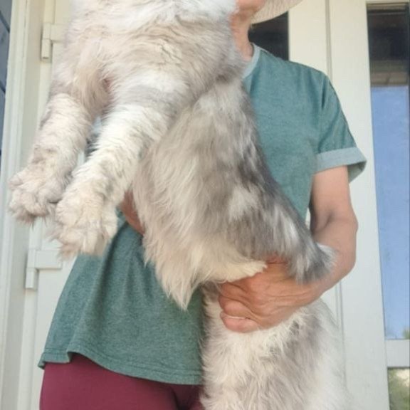 Maine Coon A Caesar