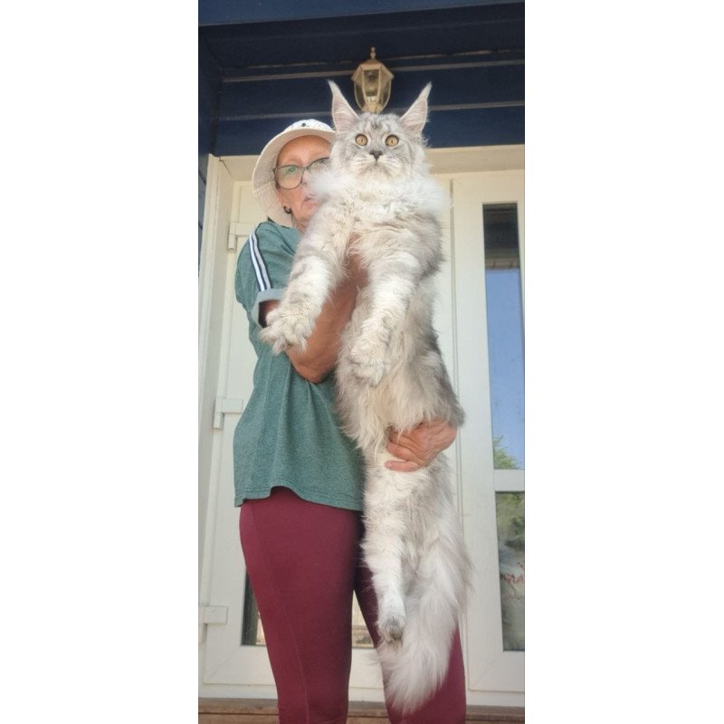 Maine Coon A Caesar