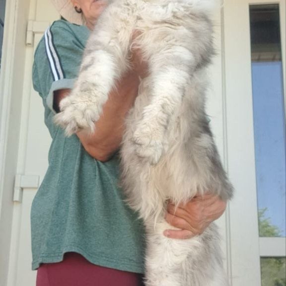 Maine Coon A Caesar
