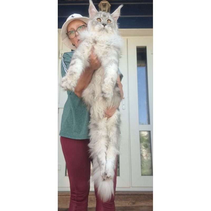 Maine Coon A Caesar