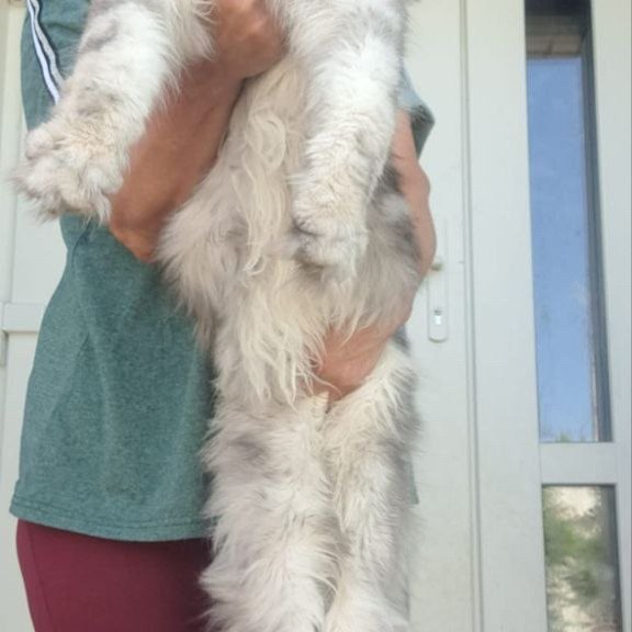 Maine Coon A Caesar