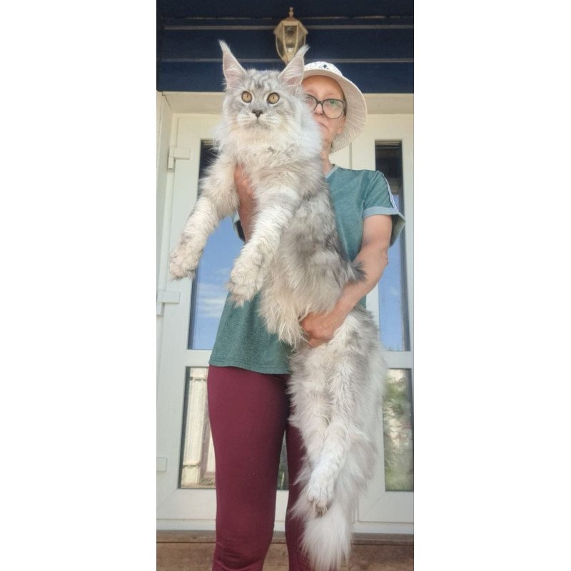 Maine Coon A Caesar