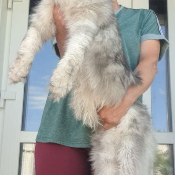 Maine Coon A Caesar